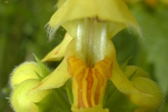 Close-view-of-Yellow-Archangel