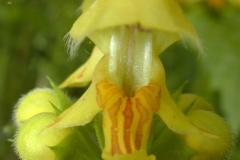 Close-view-of-Yellow-Archangel