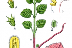 Plant-Illustration-of-Yellow-Archangel