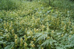 Yellow-Archangel-farm