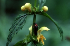 Yellow-Archangel-flower-buds