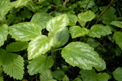 Yellow-Archangel-leaves