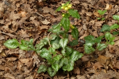 Yellow-Archangel-plant