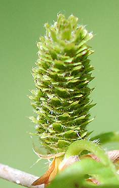 Yellow Birch female cone