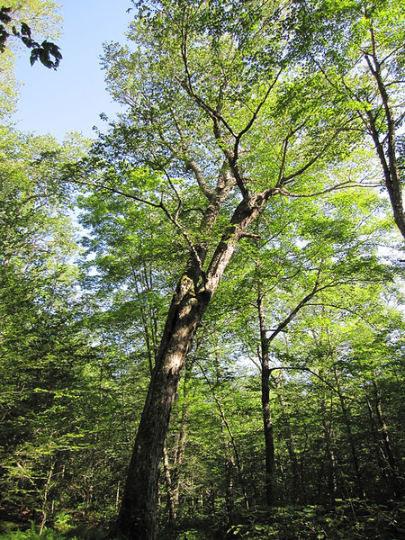 Mature-Yellow-Birch-Tree
