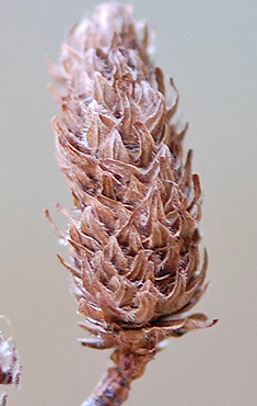 Mature-seed-cone-of-Yellow-Birch