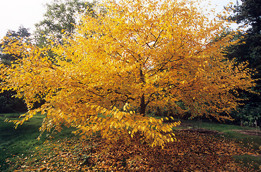 Yellow-leaves-during-fall