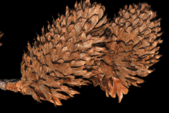 Dried-Fruit-of-Yellow-Birch