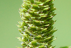 Yellow Birch female cone