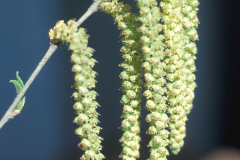 Flower-of-Yellow-Birch