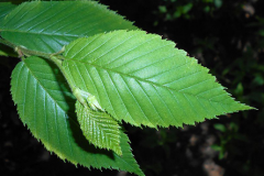Leaves-of-Yellow-Birch