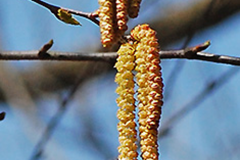 Male-catkins-of-Yellow-Birch