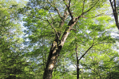Mature-Yellow-Birch-Tree