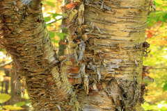 Mature-bark-of-Yellow-Birch