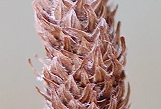 Mature-seed-cone-of-Yellow-Birch