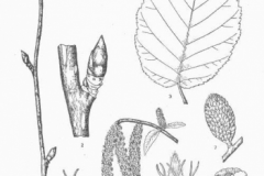 Plant-Illustration-of-Yellow-birch