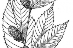 Sketch-of-yellow-birch