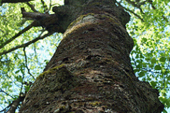 Trunk-of-Yellow-birch