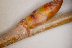 Winterbuds-of-Yellow-Birch