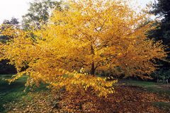 Yellow-leaves-during-fall