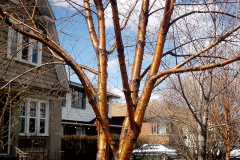 Young-Bark-of-Yellow-Birch