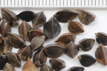 Seeds-of-Yellow-buckwheat
