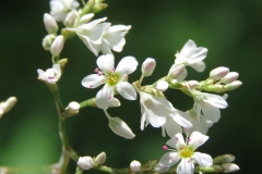 Closer-view-of-flower-of-Yellow-buckwheat