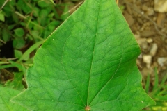 Closer-view-of-leaf-of-Yellow-buckwheat