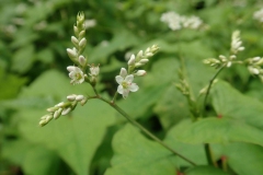 Flowering-buds-of Yellow-buckwheat
