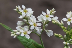 Flowers-of-Yellow-buckwheat