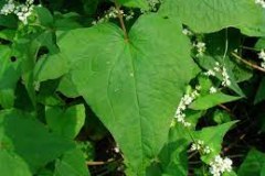 Leaves-of-Yellow-buckwheat