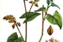 Plant-Illustration-of-Yellow-buckwheat