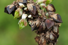 Seeds-of-Yellow-buckwheat-on-the-plant