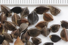 Seeds-of-Yellow-buckwheat