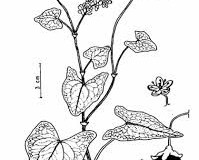 Sketch-of-Yellow-buckwheat