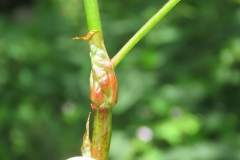 Stem-of-Yellow-buckwheat