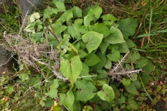 Yellow-buckwheat-plant-growing-wild