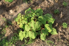 Yellow-buckwheat-plant