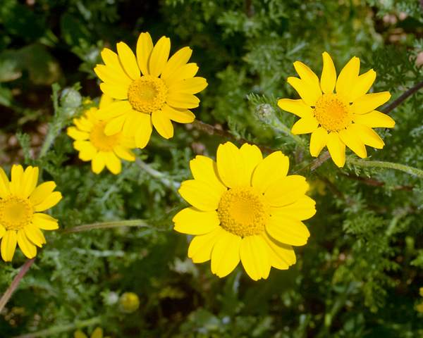 Flower-of-Yellow-chamomile