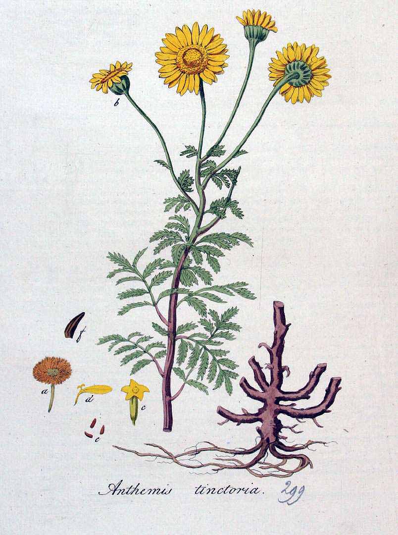 Plant-illustration-of-Yellow-chamomile