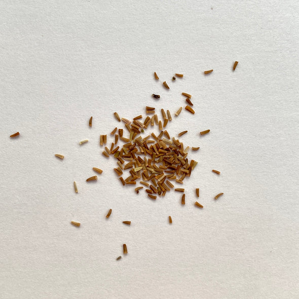 Seeds-of-Yellow-chamomile