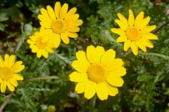 Flower-of-Yellow-chamomile