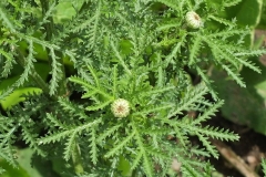 Flowering-buds-of-Yellow-chamomile