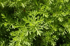 Leaves-of-Yellow-chamomile