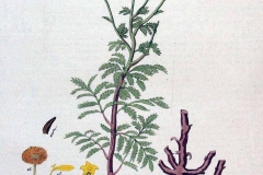Plant-illustration-of-Yellow-chamomile