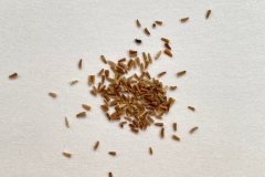 Seeds-of-Yellow-chamomile