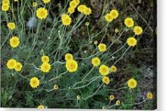 Yellow-chamomile-plant-growing-wild