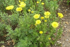 Yellow-chamomile-plant