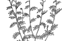 Sketch-of-Yellow-chamomile