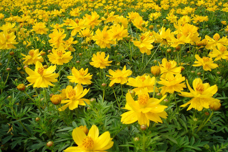 Growing-Yellow-Cosmos-plant
